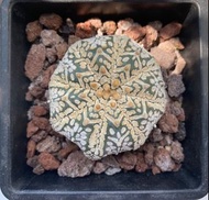 仙人球 V兜（6 cm）