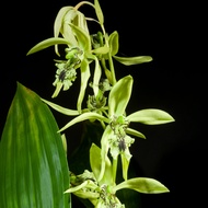 เอื้องเทียน แพนดูลาต้า Coelogyne pandurata กล้วยไม้ ไซส์ใหญ ให้ดอกแล้ว สีเขียว ประดับตกแต่งบ้าน แต่ง