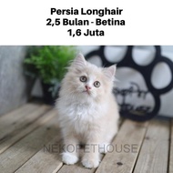 Kucing Kitten Persia Medium - Longhair Lucu Imut