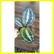 ◪ ◩ ♟ Calathea roseopicta Medallion/ Rose Painted Calathea