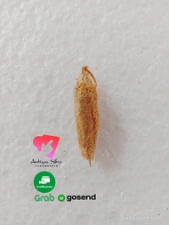 Kepompong Wesi Kuning topp