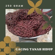 cacing tanah hidup 250 gram
