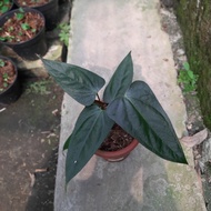 tanaman anthurium/anthurium blacksweet medium 