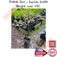 (GG real plant) busida batik over 2FT  tinggi lbh dr 2 kaki pokok doa bucida putih pokok tadah langi