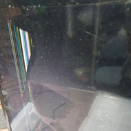 52992||TC 43LK5000PTA TP.MS3463S.PB765 BOEI430WU1 HV430FHB-N10 6970c-0532a 3806de