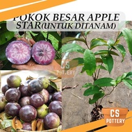 Pokok Besar Apple Star Untuk Ditanam Pokok Hidup Real Live Plant Apple Susu 金星果