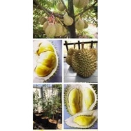 Anak Pokok Durian Asfa50 VVIP