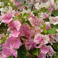 Live Replacement 5Bougainvillea Large Seeding Double Leaf Bougainvillea Sapling Bonsai Indoor Balcon