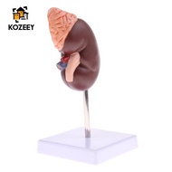 KOZEEY 1:1 Human Removable 2 Parts Kidney With Adrenal Gland Model School Teaching Display Lab Suppl