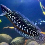 ikan channa asiatica ws pure