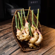 Young Ginger 仔姜 (200G±)