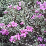 Pokok Bunga Texas Sage