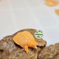 labi labi albino / kura bulus albino mata merah