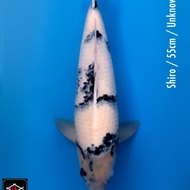 Ikan Koi Import Jepang Shiro Utsuri 55Cm Sertifikat Sakai Fish Farm