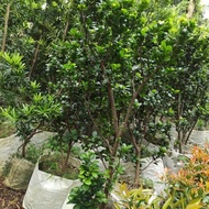 - BAHAN BONSAI BERINGIN COMPACTA - BERINGIN KOMPAKTA -