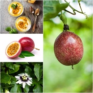 20 Biji Benih Buah Markisa merah/ Red Passion Fruit Seed (20)