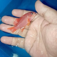 ikan hias laut anthias merah