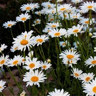 Dabin Chrysanthemum Seeds Years Birth Roots Flowers Flowers Grass Seeds Landscape Greening Cold-Resi