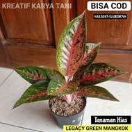 Tanaman hias aglonema legacy green - Aglaonema Legacy