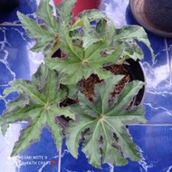 Begonia heracleigolia nigricans star / begonia jari