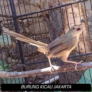 CIBLEK GUNUNG JANTAN RAWATAN VOERTOTAL ( PROSPEK )