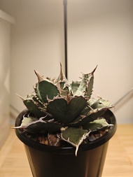 橙火焰 龍舌蘭 植物 嚴龍 Agave Plant 塊根 多肉