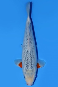 Ikan Koi Import Jepang Asagi Izuru 44 cm