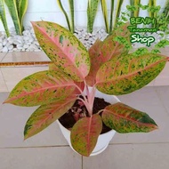 Aglaonema Big Roy Tanaman Aglaonema Bigroy Remaja