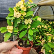 Yellow Tiny Yellow Iron Begonia Tiger Thorn Plum Rare Variety Potted Green Plant Flower Plant Indoor