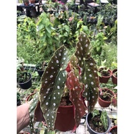 HOT HOT ITEM BEGONIA MACULATA ATAU BEGONIA POLKA DOT