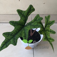 Alocasia Jacklyn dewasa/Alocasia Tanduk Rusa