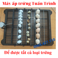 khay đảo trứng cút 120 trứng