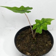 Sale Alokasia Sulawesi Sp / Alocasia Jacklyn Terbaru Terlaris