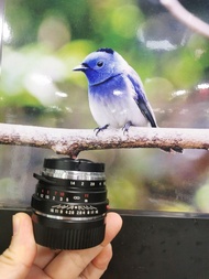 Voigtlander 40mm F1.4 NOKTON CLASSIC LEICA M mount