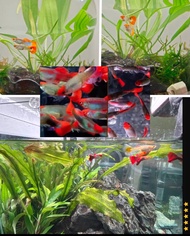 guppy fish short Koi Red Head Red Tail 3pair free 1pair