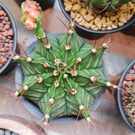 LB hybrid 7.5cm (Big size)