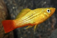 platy cendrawasih lowfin