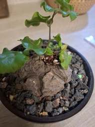塊根植物-南非龜甲龍