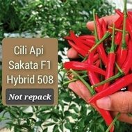 20/50pcs Benih Cili■036-Cili Api SAKATA F1 Hybrid 508/chili seeds