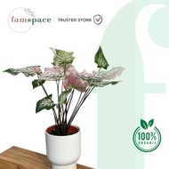 Famspace - Caladium Thai Plant - Fresh Gardening Indoor Plant Outdoor Plants