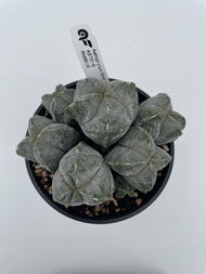 Augustfame - Astrophytum Myriostigma 3 Rib Clump 三角鸾凤玉群生  Cactus Succulent