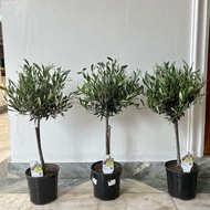 Bangkok Botanics - ต้นไม้นำเข้า ดูแลง่ายพร้อมส่ง ต้นมะกอก ต้นโอลีฟ Olea Europaea ขนาด 50-60 ซม. 2-3