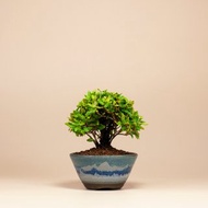 【迷你植物】黃金縮緬葛 居家 辦公室盆栽