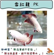 《御蝦客魚蝦坊》鬥魚 雪紅龍 彩糖金 糖果 黑武士 紅武士 白大耳 PK 仔魚 0.8cm-1.5cm 純氧包裝