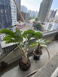 納米比亞葡萄甕｜塊根植物｜（上門自取減$100）