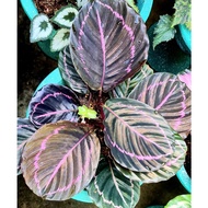 ∋◆✼Calathea Dottie Plant