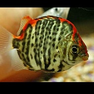 ikan kiper./size 2jri full air twar