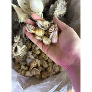 [26AL PREVENTION FOR ORDERS] Selected Large Mouth Prickly Snail Shells - Mixed Snail Shells for Aqua
