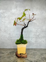 陶盆實生楓香樹 植物 盆栽   植物 盆栽