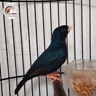 burung indigo village jantan